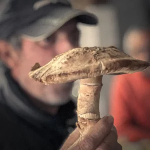 It’s Mushroom season in Vidigueira